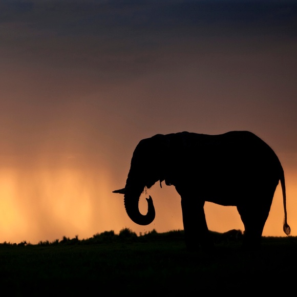 Meet the Posher Other - Seek, Find, Discover your Berry Treasure!